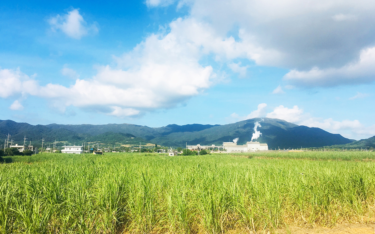 システムフォレスト、石垣島製糖株式会社へIoTを導入　電源のないサトウキビ畑で雨量を可視化し、最適な収穫タイミングの予測が可能に